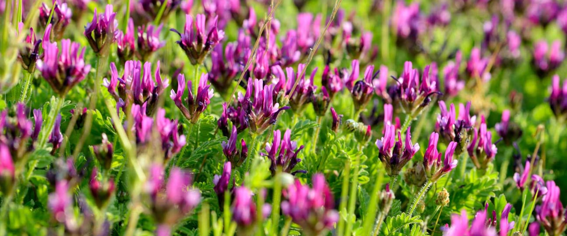 The Truth About Astragalus: Separating Fact from Fiction