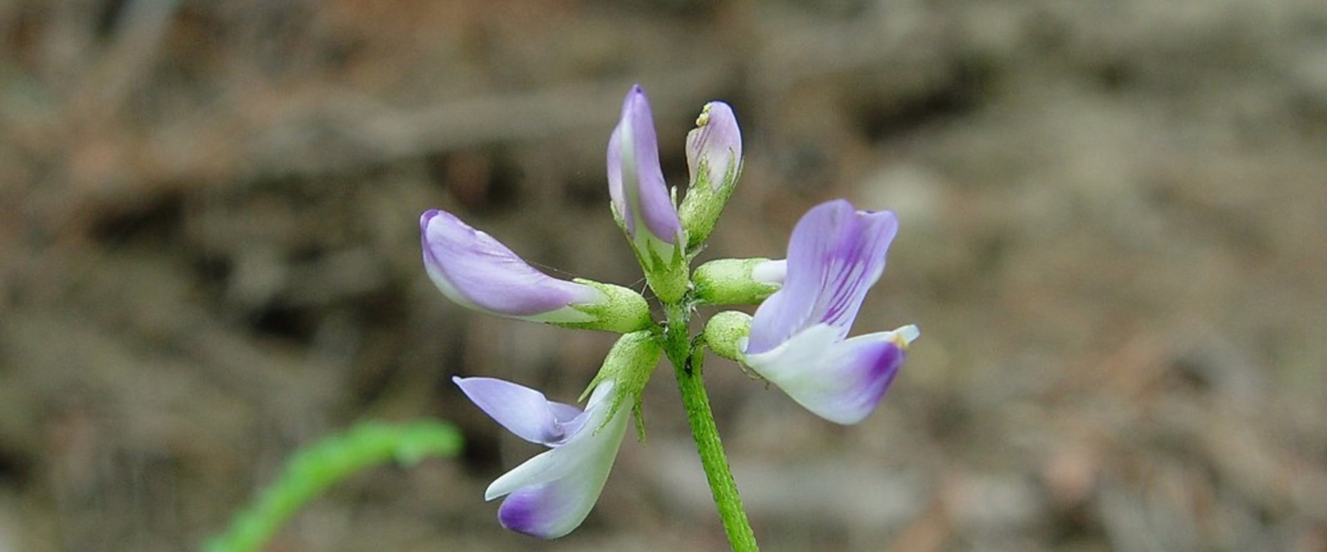 The Incredible Benefits of Taking Astragalus