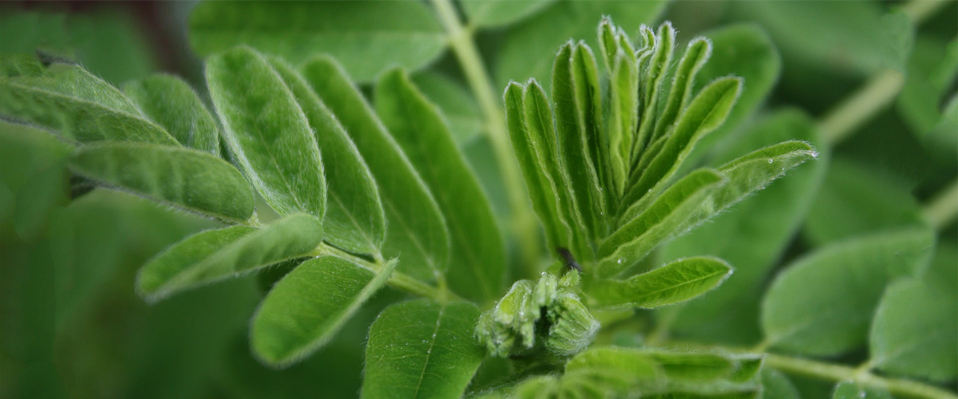 Unlocking the Potential of Astragalus for Gut Health