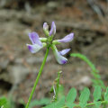 The Incredible Benefits of Taking Astragalus