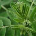 Unlocking the Potential of Astragalus for Gut Health