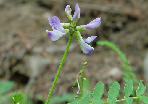 The Incredible Benefits of Taking Astragalus