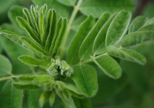 Unlocking the Potential of Astragalus for Gut Health